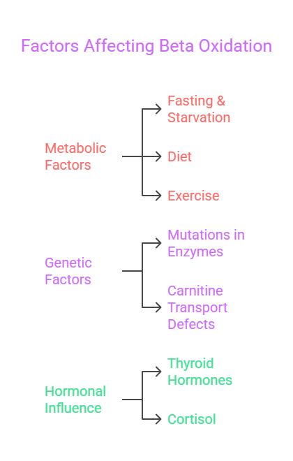 factors affecting beta oxidation 