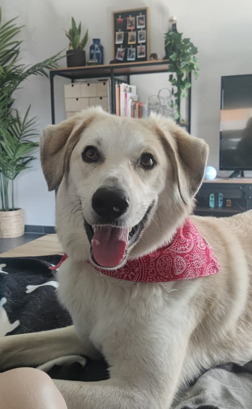 Nestor avec son bandana rouge - strasdog