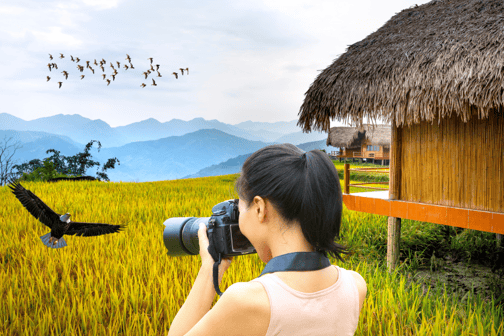 Paddy fields