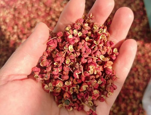 a person holding a handful of dried Sichuan Pepper