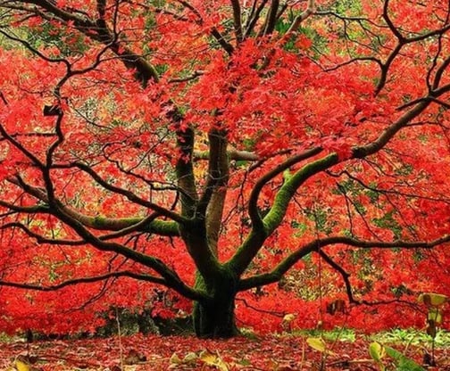 Tree Pruning
