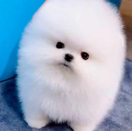 Ejemplo de Pomeranian blanco Original