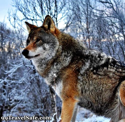 The Danger of Wolves and Coyotes in the Wild