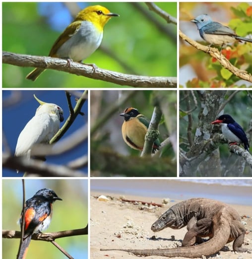 Flores birding tour