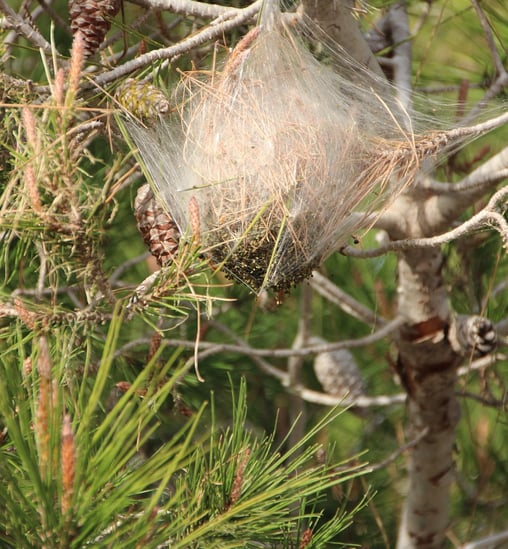 A nest of processionary pine moth caterpillars