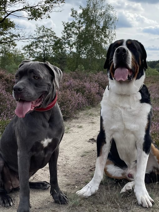Hunde von Denise Balazs - Ernährungsberatung für Hunde in Soltau