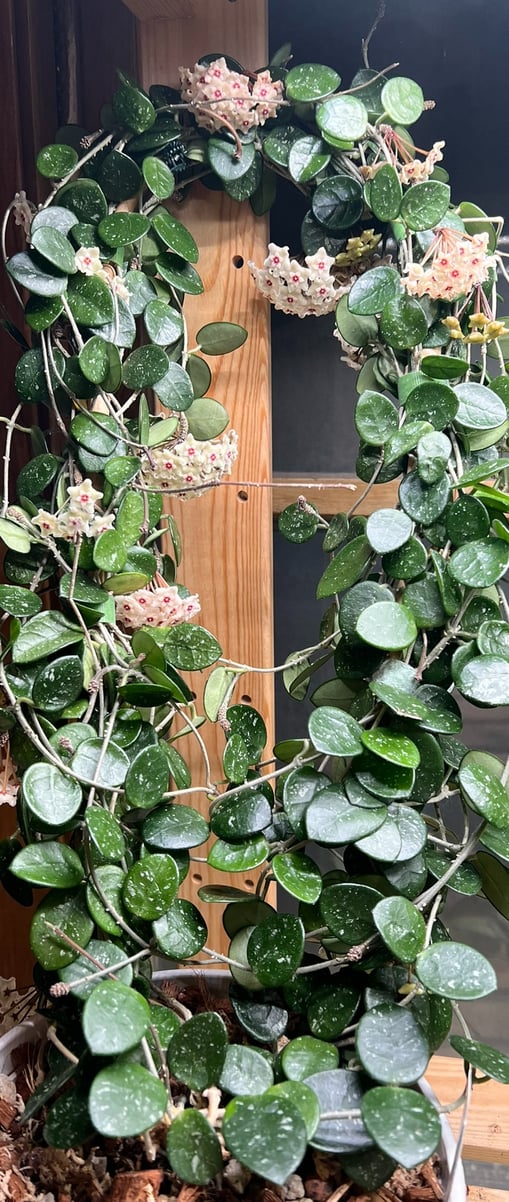 a mature, trellised hoya Mathilde, with multiple full blooms