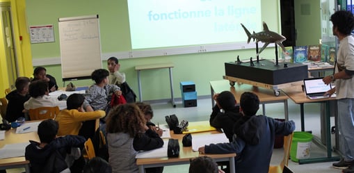 des élèves dans une classe , avec la maquette du requin, et un écran qui présent les requins