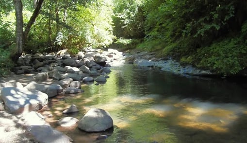 Eugene, OR - View up McKenzie Creek