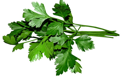 Petroselinum crispum with lush, deeply divided green leaves and delicate serrated edges