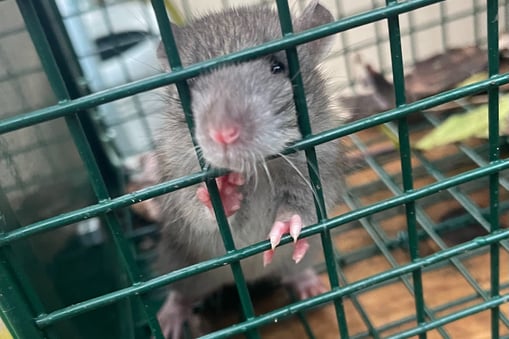 rat