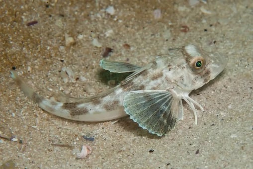 a fish fish with leg in the water