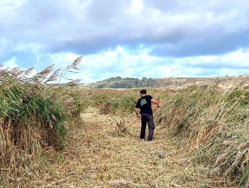 Reed management _ Land Culture