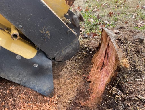 Cherry tree stump removed for Mary Ann Frady