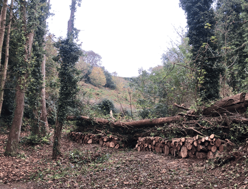 Storm Restoration _ Land Culture