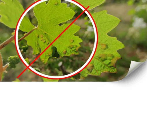 Control ecològic de plagues en vinyes de Mallorca | Viñarts