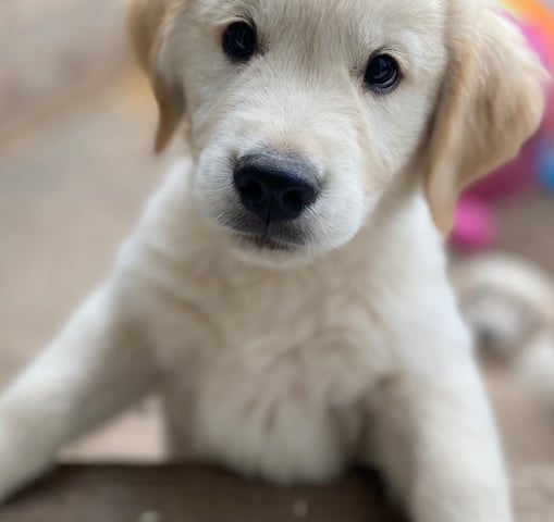 chiot golden retriever élevage près d'alès