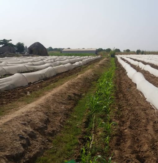 a man standing in a field with a bunch of plants