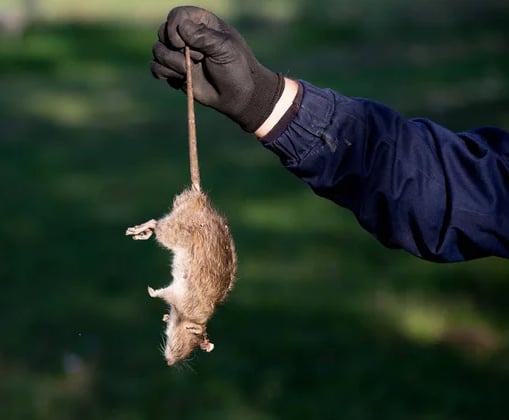 traitement rats traitement rats traitement rats traitement rats traitement rats traitement rats