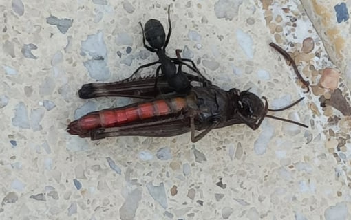 First Ant on th Scene
