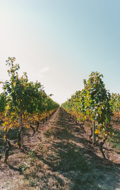 a vineyard with a row of grape vines and a blue sky