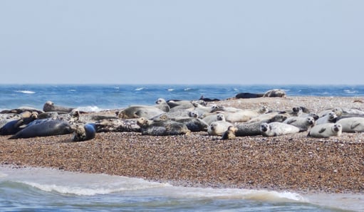 Seal colony on rocky beach