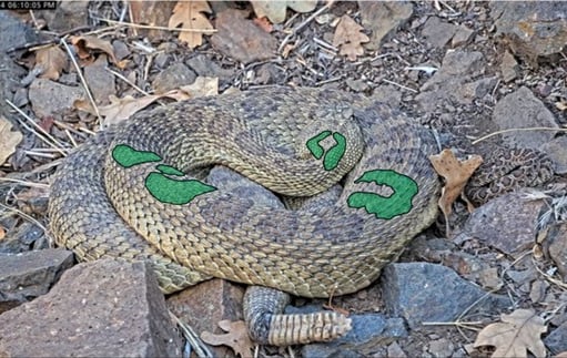 Photo of rattlesnake curled up with a green overlay highlighting the unique markings on the snake