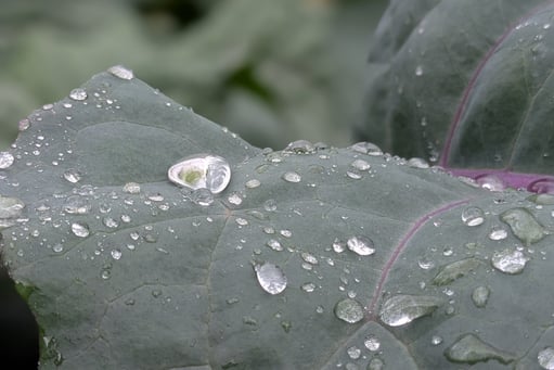 water drops on cabbage