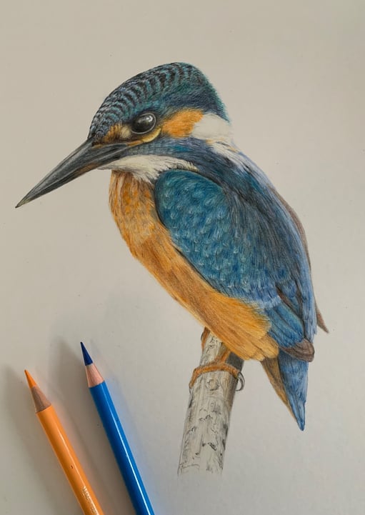 Kingfisher portrait