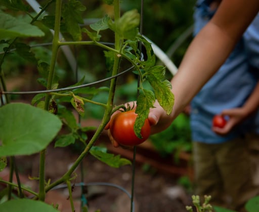 A boy picking a tomato in a garden.