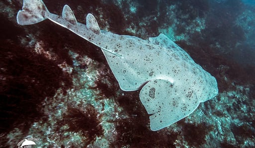 requin ange de mer sur des rochers au fond de la mer