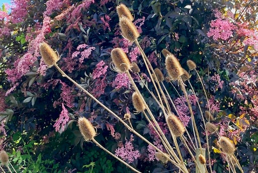 Teasels and a black elder on an urban allotment in Manchester by Celia Hooson, Circular City