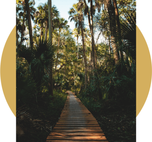 An image of a Carribean island boardwalk in the forest.