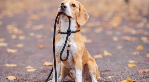 K9 Bedbug Detection Service Dog in Dorval provided by Accord Extermination
