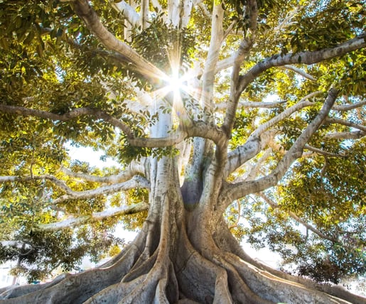Arbre symbolique de clarté et d’ancrage pour illustrer l’entretien de découverte énergétique