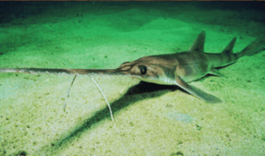 requin scie à long nez sur le sable