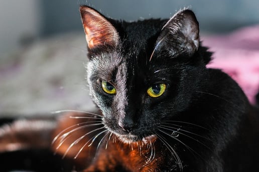 Fiv em gatos
