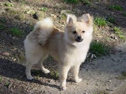 Ejemplo de un Cachorro Pomeranian Cruza