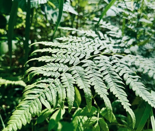 close up photo of fern in the forest during the sunny summer day