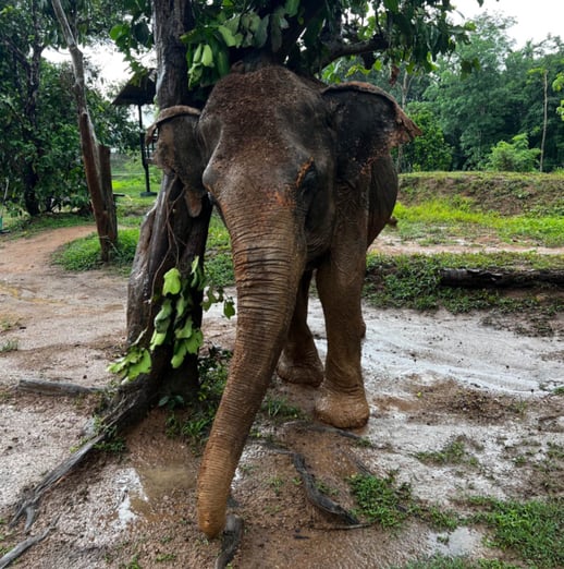 An Asian elephant rubs her ear against a tree after a rain storm passes