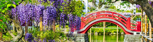 a red bridge in the kameido temple with purple flowers and a red bridge