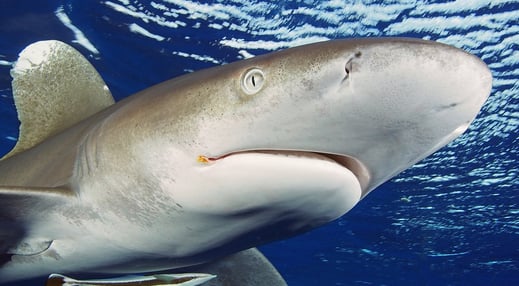 Requin Longimanus de face