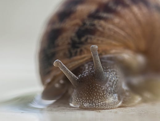 a snailling is drinking water