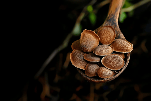 imagem em closeup de uma colher de madeira com várias sementes de uma planta brasileira chamada Sucupira
