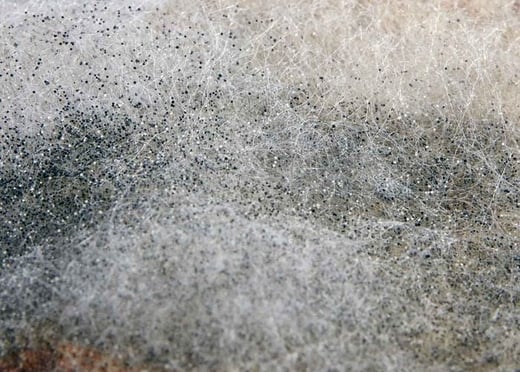 mold removal scottsdale