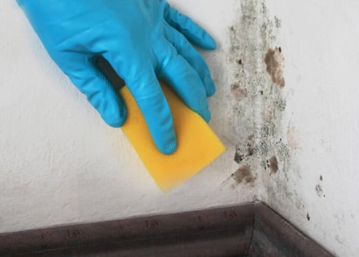 mold testing scottsdale