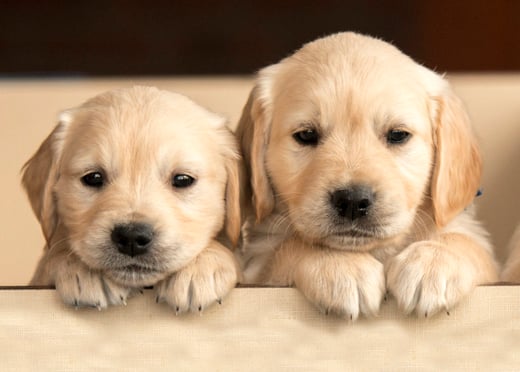 Dog adoption in Hyderabad at Saara Pets