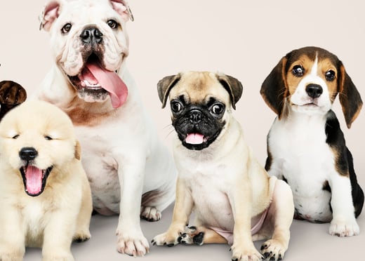 Different breed puppies for sale in Hyderabad