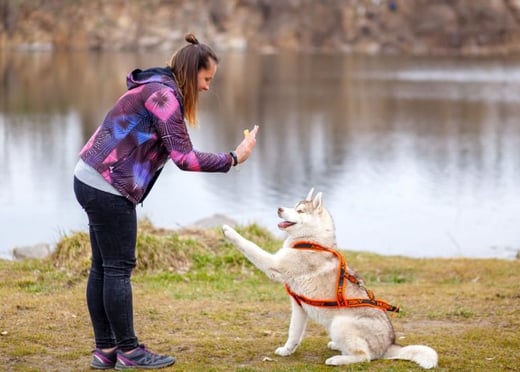 Reward-based dog training in Hyderabad