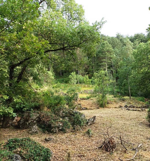 Looking up from our garden into the pine forest above